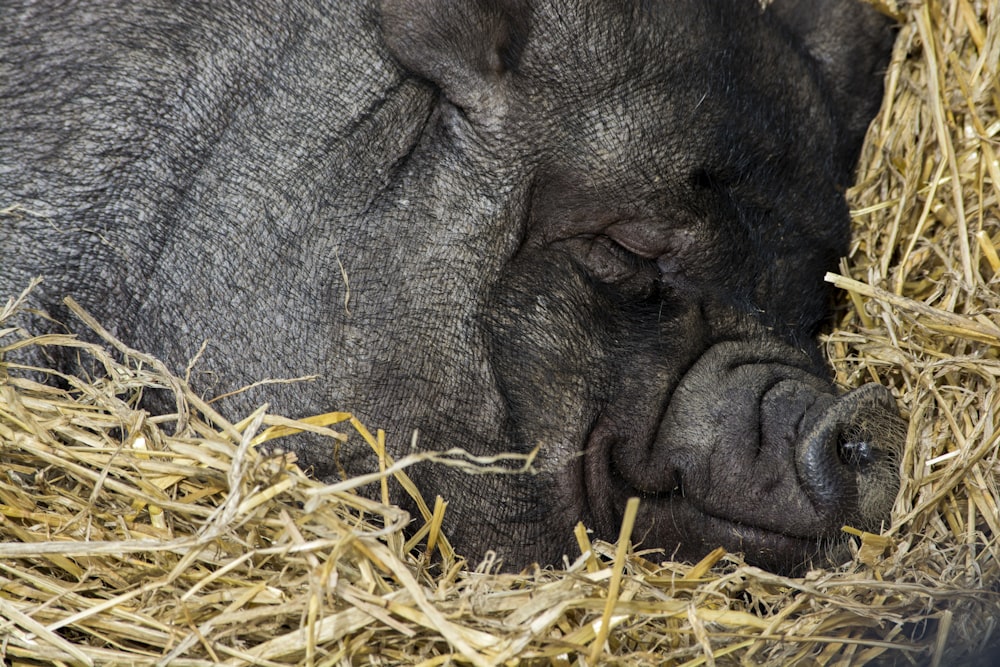 Fotografía de primer plano de cerdo negro durmiendo