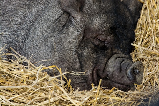 close up photography of black pig sleeping in Heaton Park United Kingdom