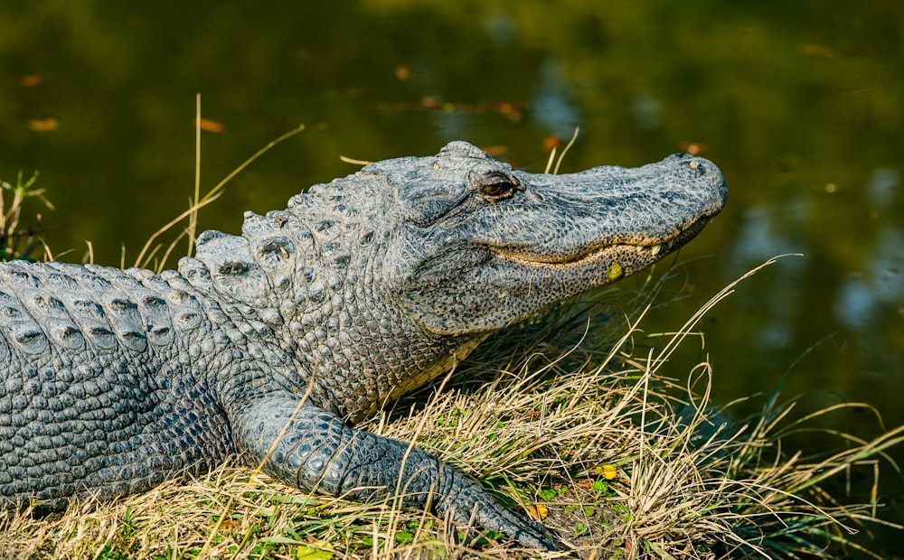 Crocodilo cinzento perto do corpo de água durante o dia