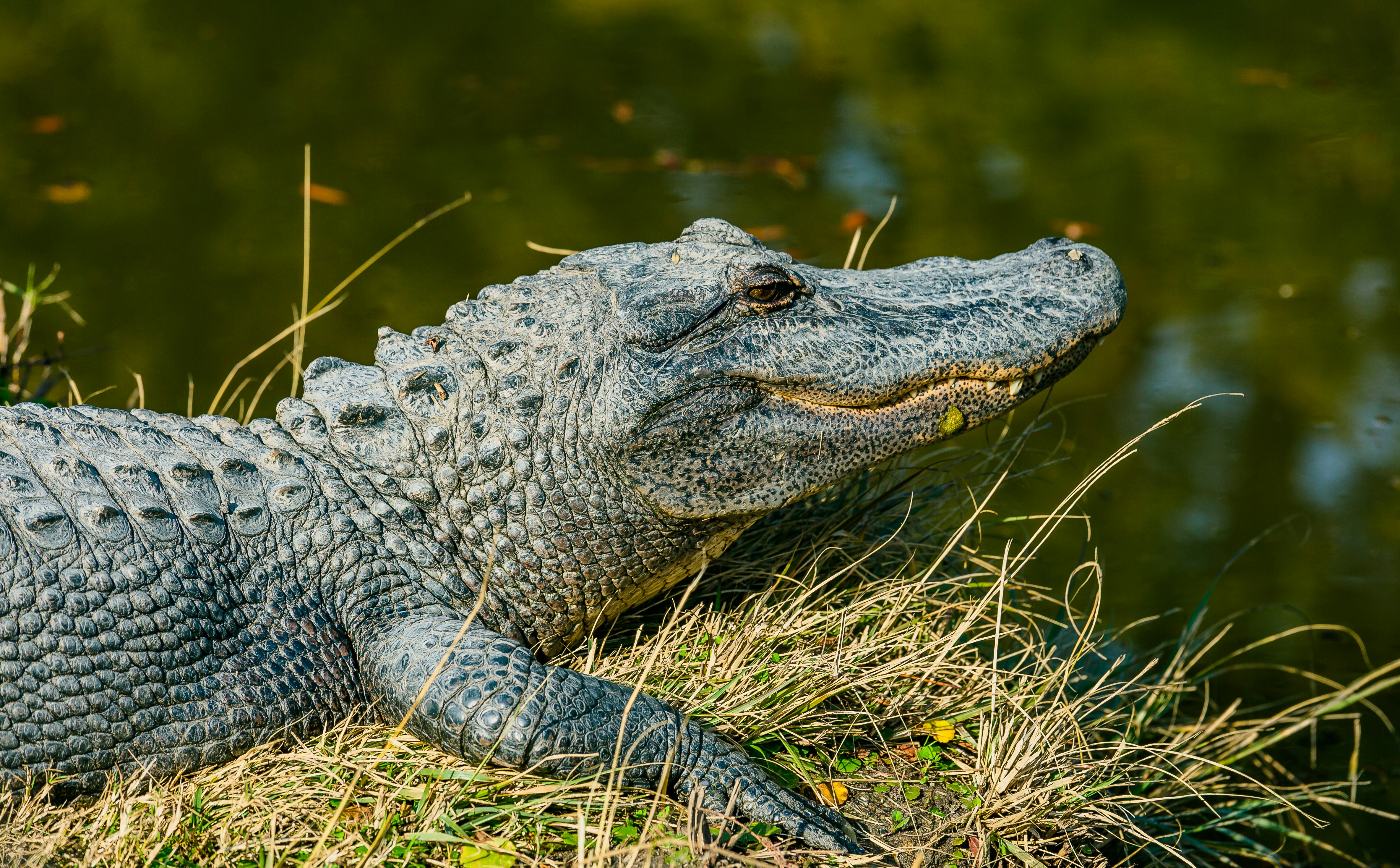 gray crocodile near body of water during daytime