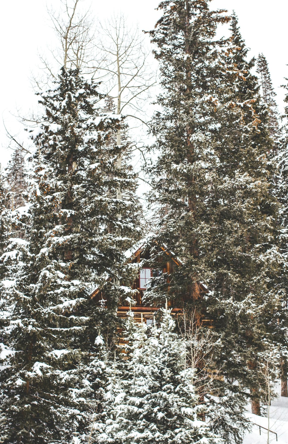 Fotografie eines braunen Hauses, umgeben von grünen Waldbäumen