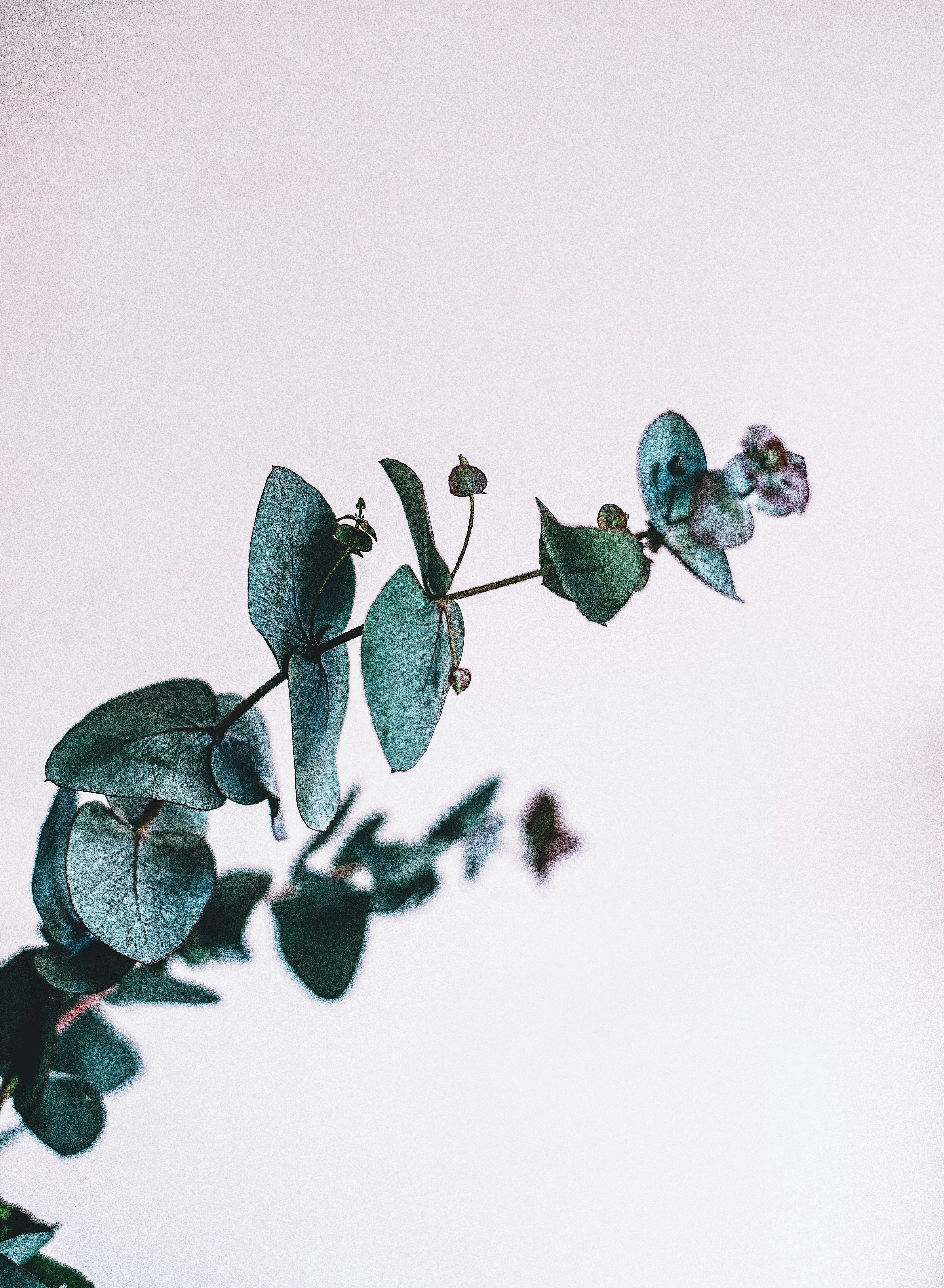 green plant photo Free Plant Image on Unsplash
