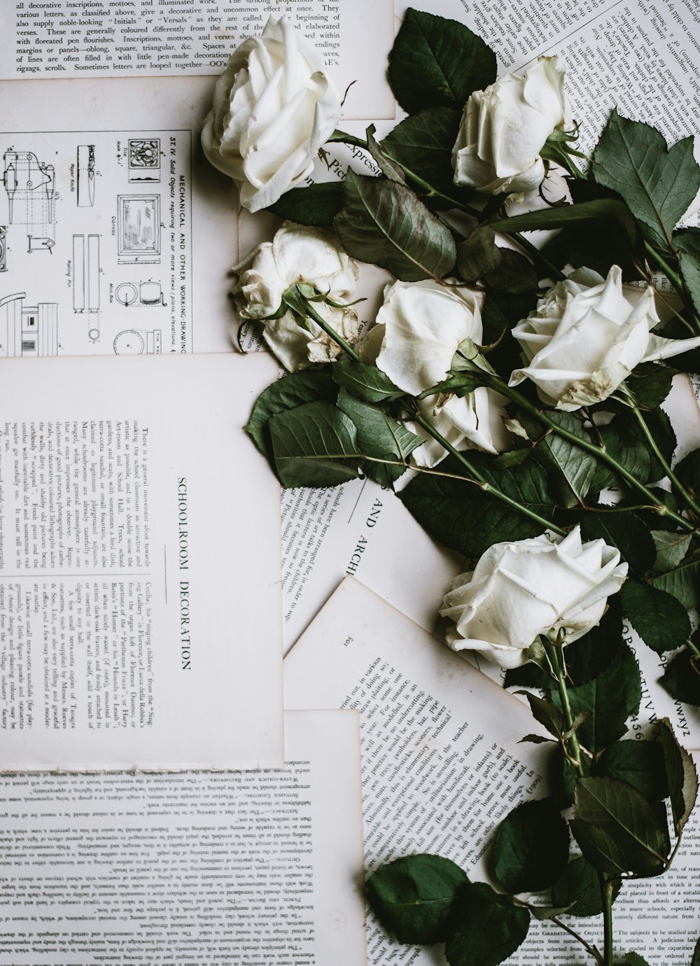 Six roses blanches sur des papiers d’imprimante blancs