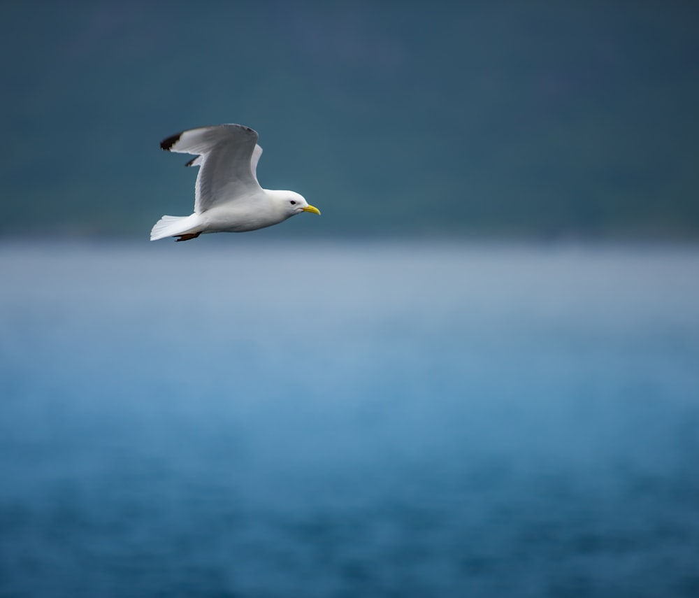 white gull flying over the sea during daytime