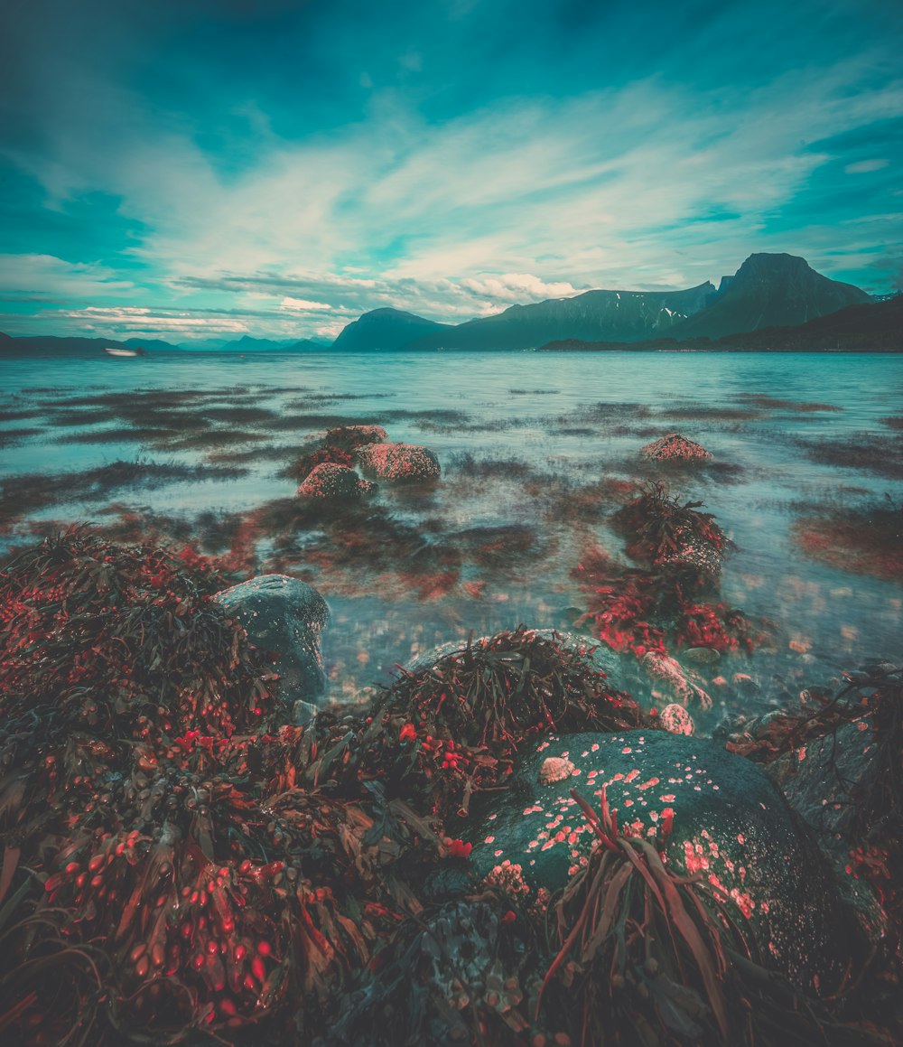 Plante rouge et brune près de la photographie de l’océan