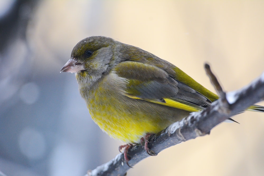 green bird in shallow focus