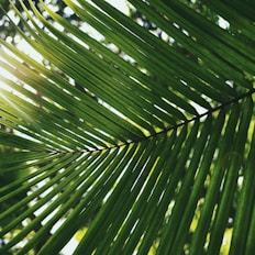 palm leaf covering shade of sun