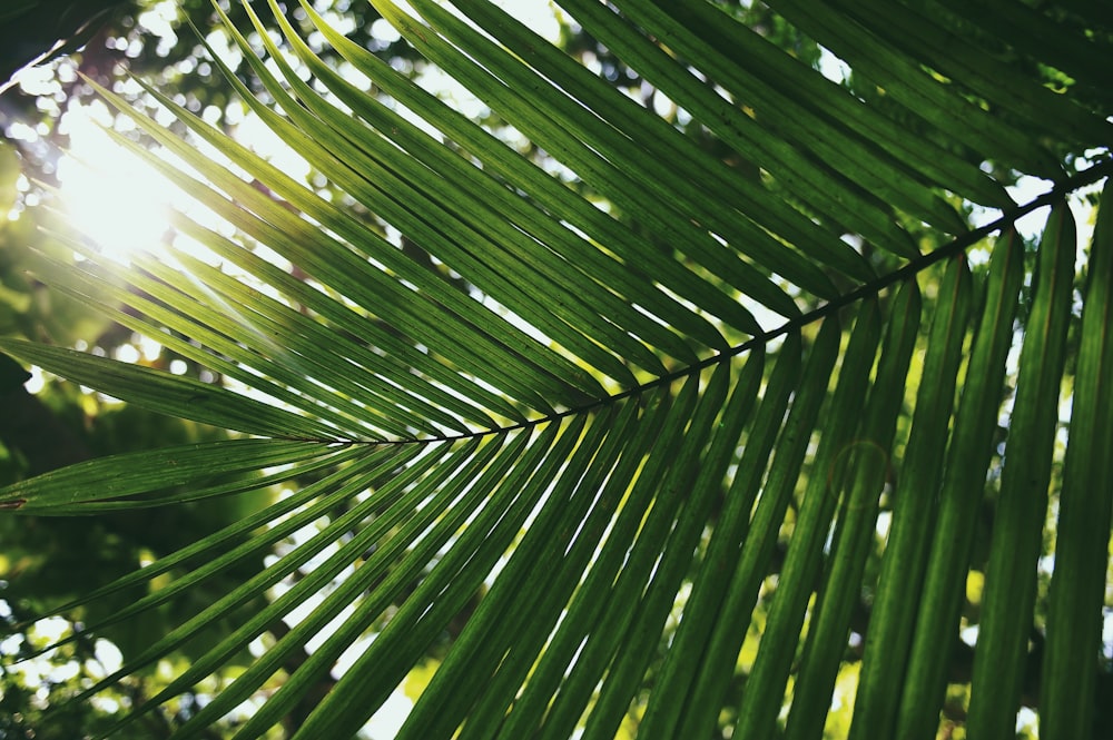 folha de palmeira cobrindo sombra do sol