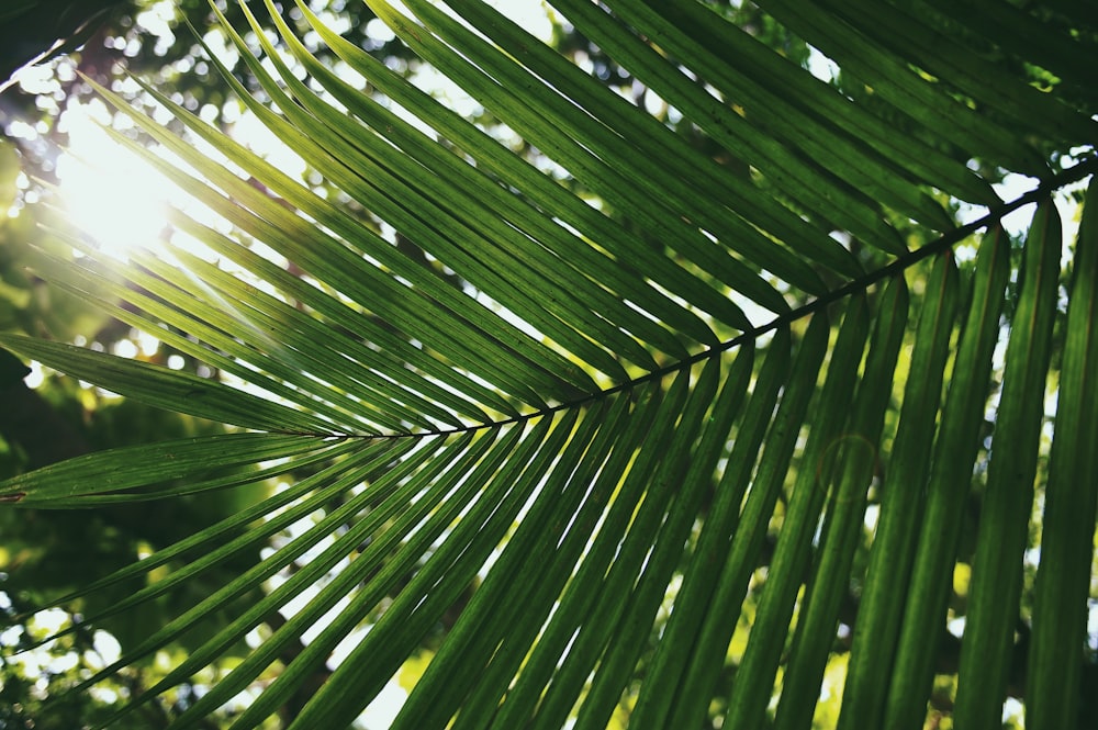 Tropical Wallpapers Free Hd Download 500 Hq Unsplash