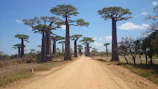 A dusty desert road stretching into the horizon with a van and towering acacia trees in Africa.