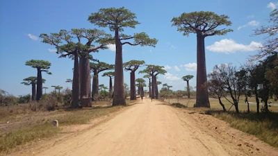 A dusty desert road stretching into the horizon with a van and towering acacia trees in Africa.
