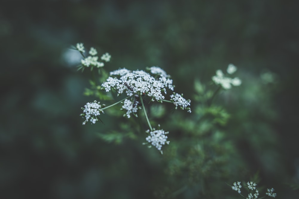 Fotografía de enfoque selectivo de flores de pétalos blancos