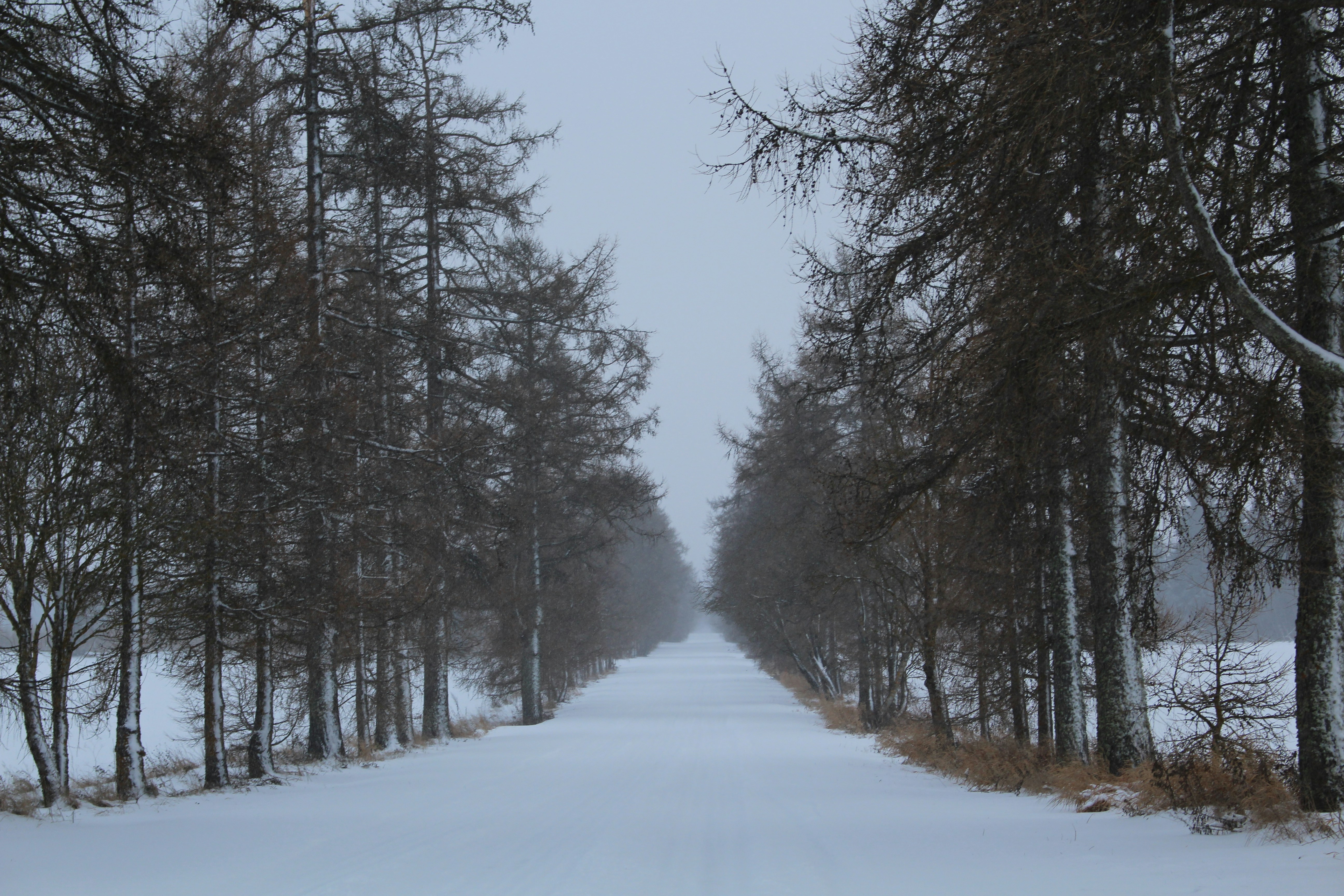 Free Unsplash photo from Diana Männik