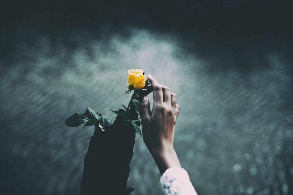 foto de foco da pessoa segurando a rosa amarela