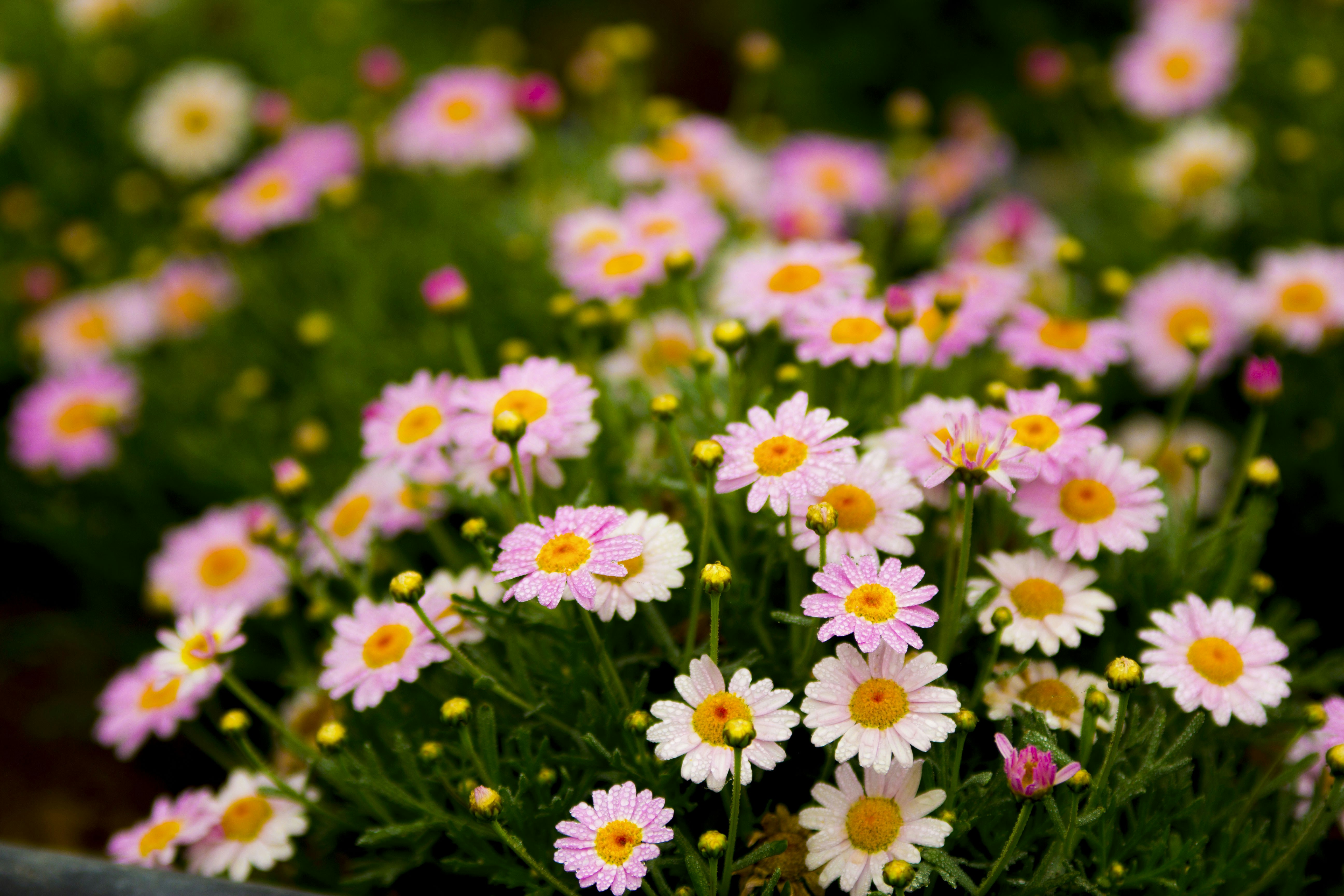 Free Unsplash photo from Francis Arambula