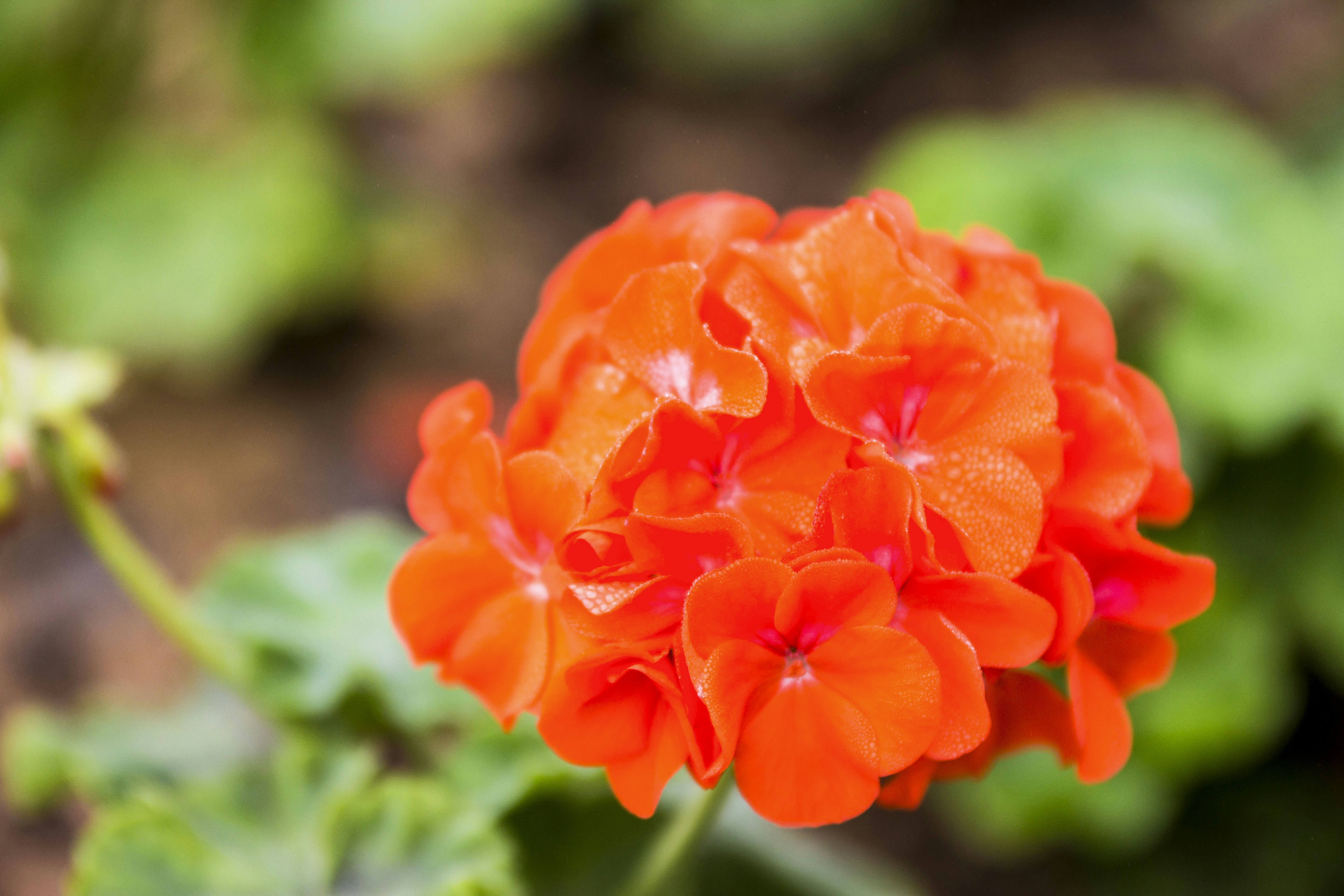 Free Unsplash photo from Francis Arambula