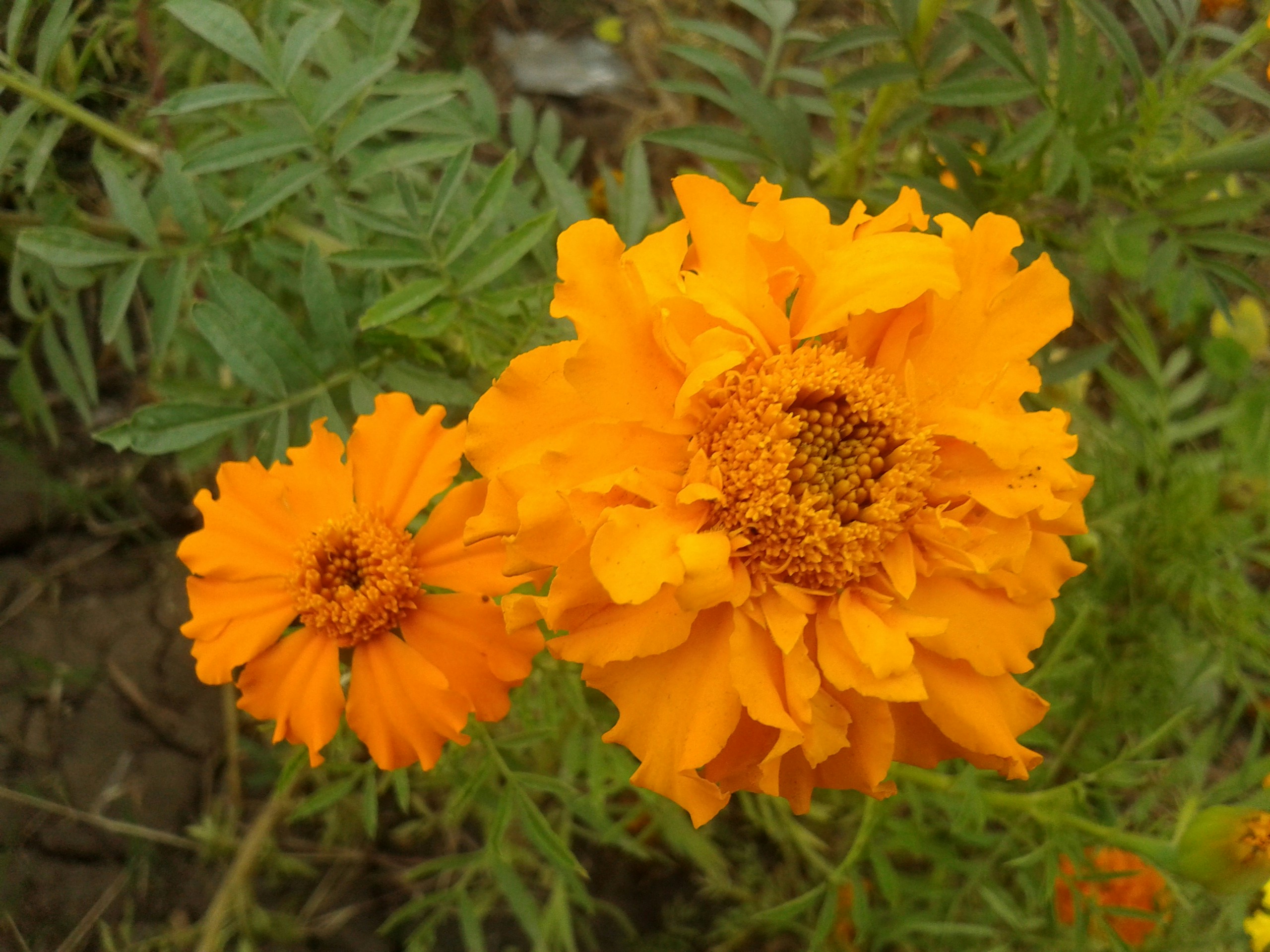 Free Unsplash photo from Ahmed Mahmoud