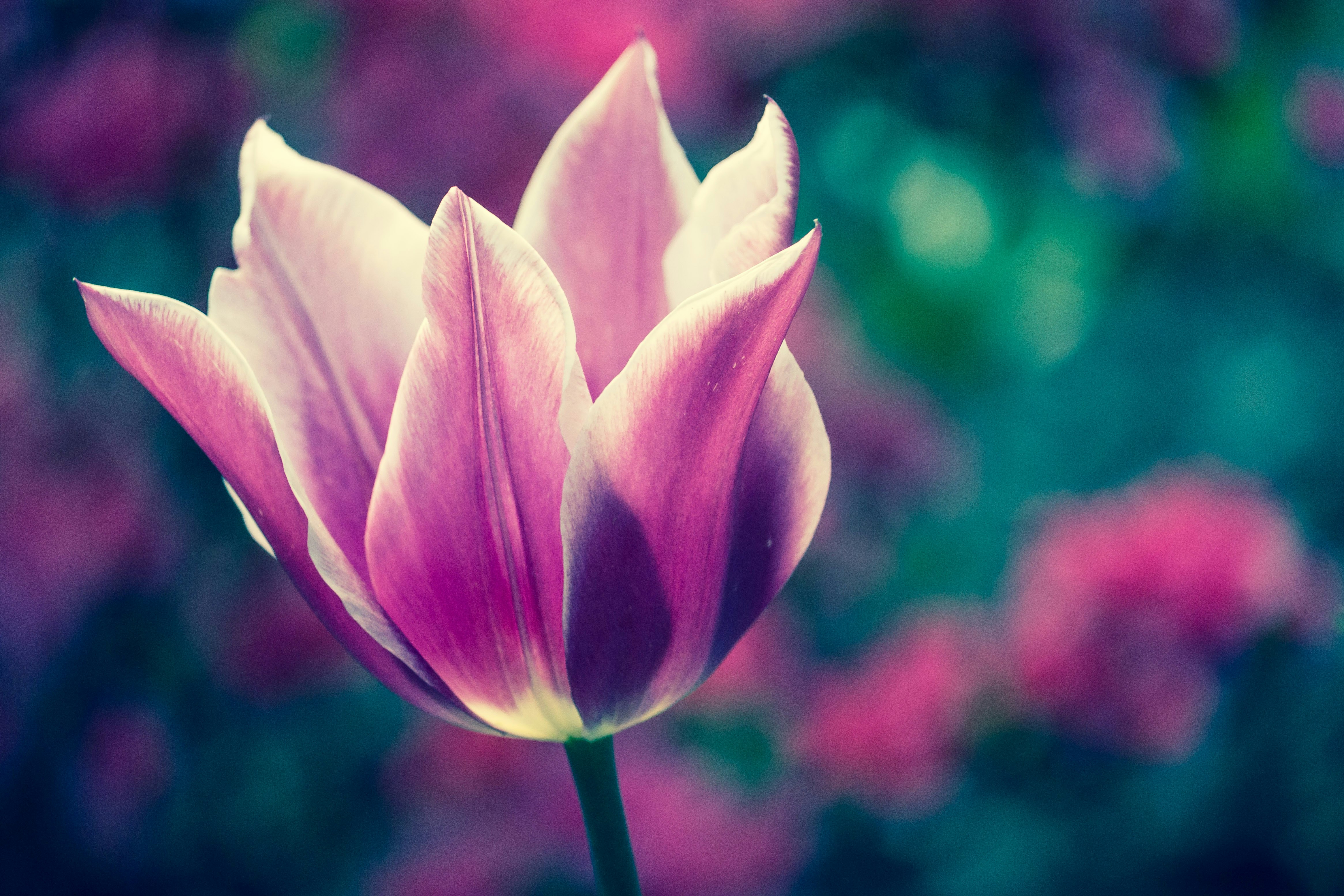 selective focus of pink and black flower