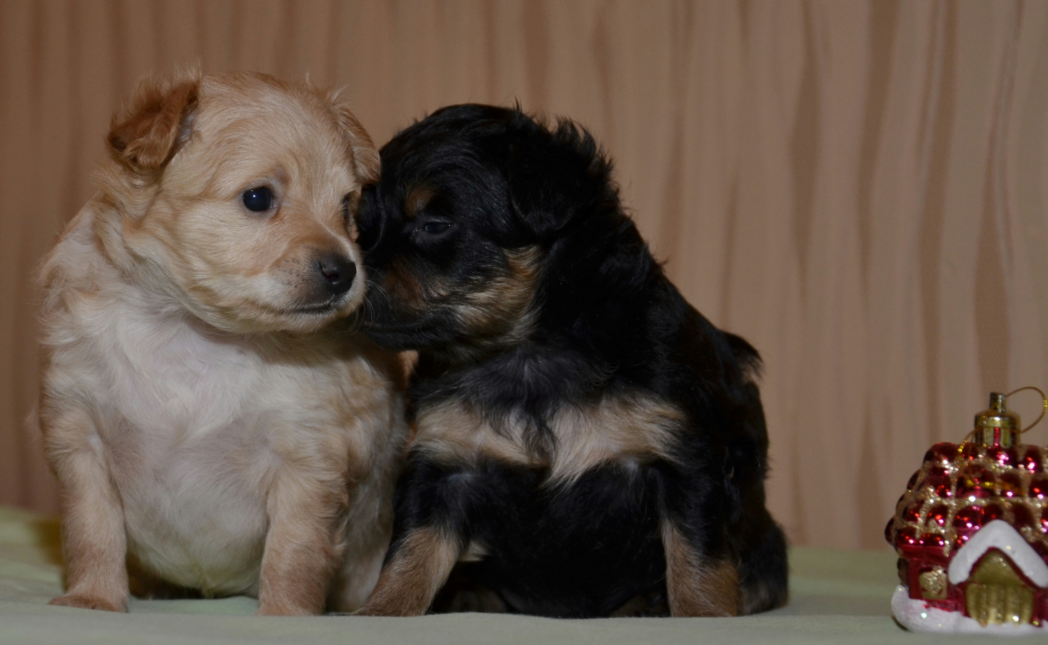 Free Unsplash photo from Mikhail Radin