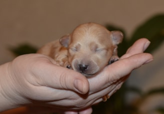 A tiny newborn puppy with closed eyes is cradled gently in a person's hand, conveying a sense of care and tenderness. The background is blurred, putting the focus on the puppy.