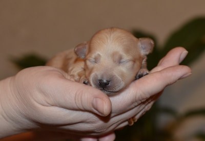 A tiny newborn puppy with closed eyes is cradled gently in a person's hand, conveying a sense of care and tenderness. The background is blurred, putting the focus on the puppy.