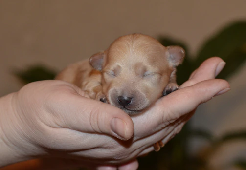 A gentle volunteer cradling a rescued puppy wrapped in a soft blanket.