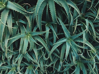 A lush arrangement of fresh aloe vera stalks with vibrant green leaves.