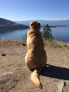A friendly retriever sitting attentively beside a calm lake at sunrise.