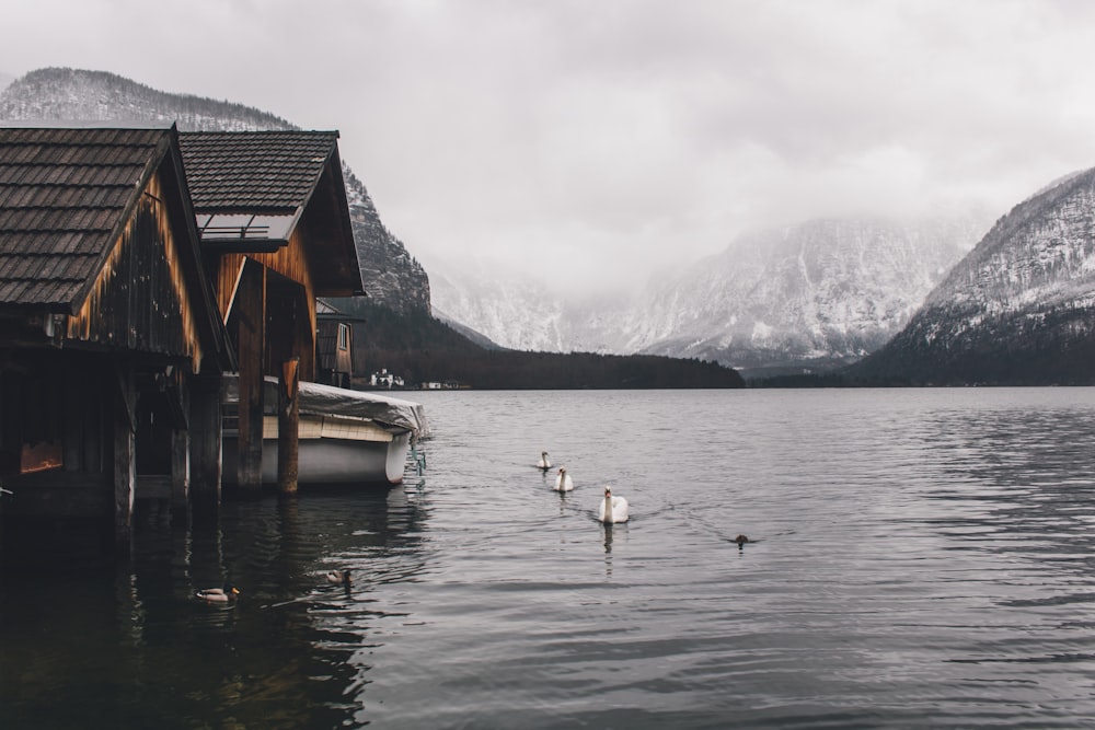 white pontoon boat on body of water at daytime