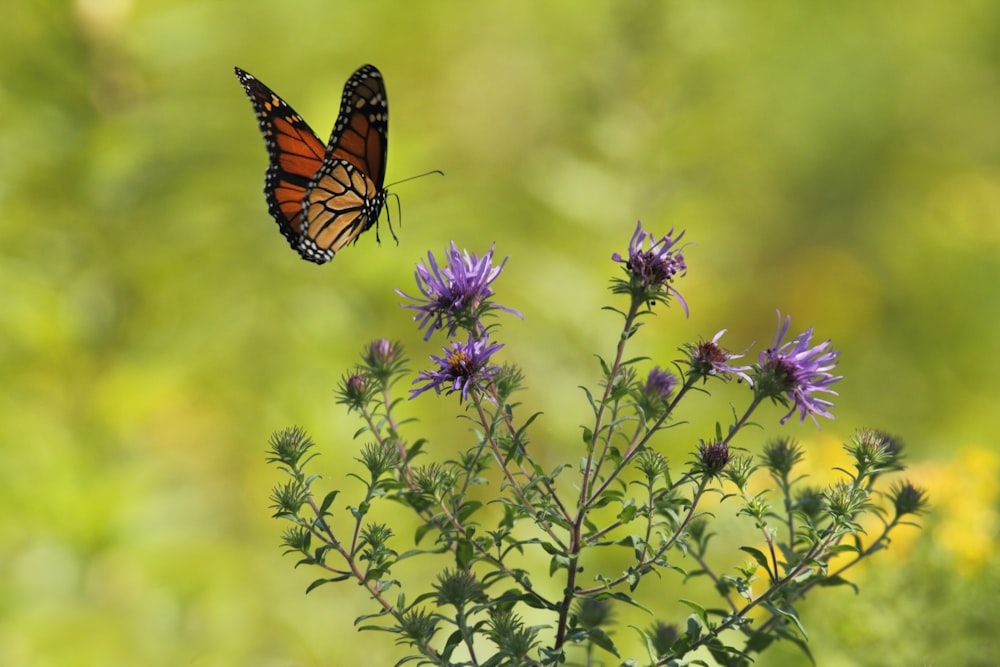 Fotografia de foco seletivo de borboleta marrom e preta voando perto de flores de pétalas roxas florescentes