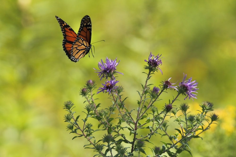 Fotografía de enfoque selectivo de mariposa marrón y negra volando cerca de flores de pétalos púrpuras en flor
