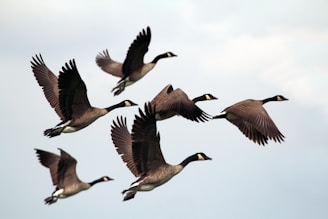 gray-and-black mallard ducks flying during day time