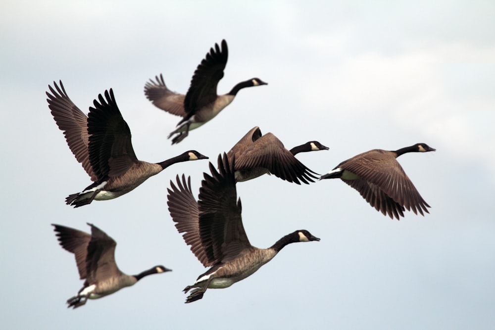 gray-and-black mallard ducks flying during day time