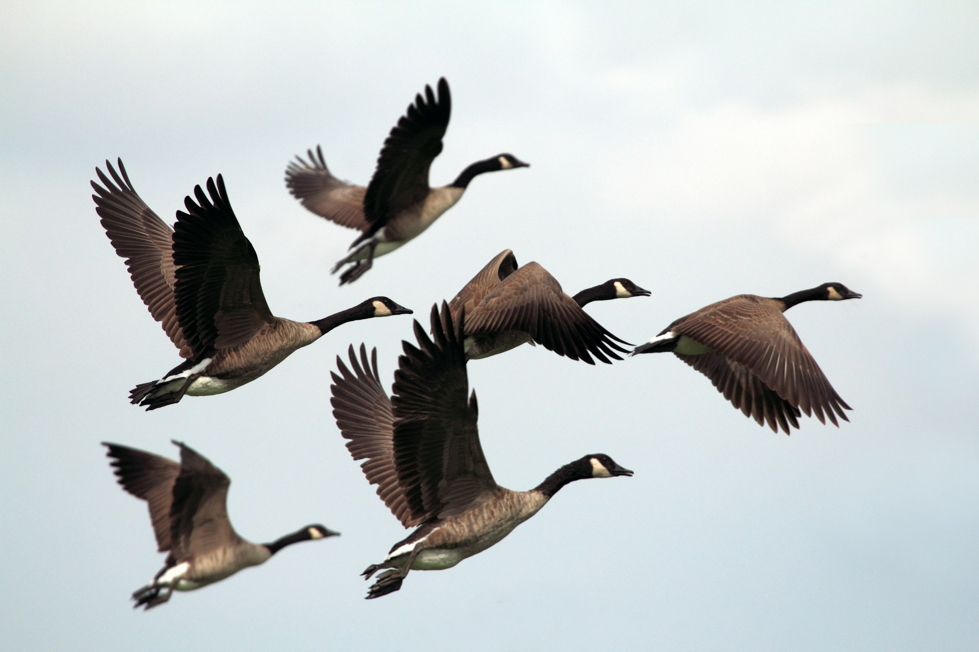 Jane Mead, "The Geese"