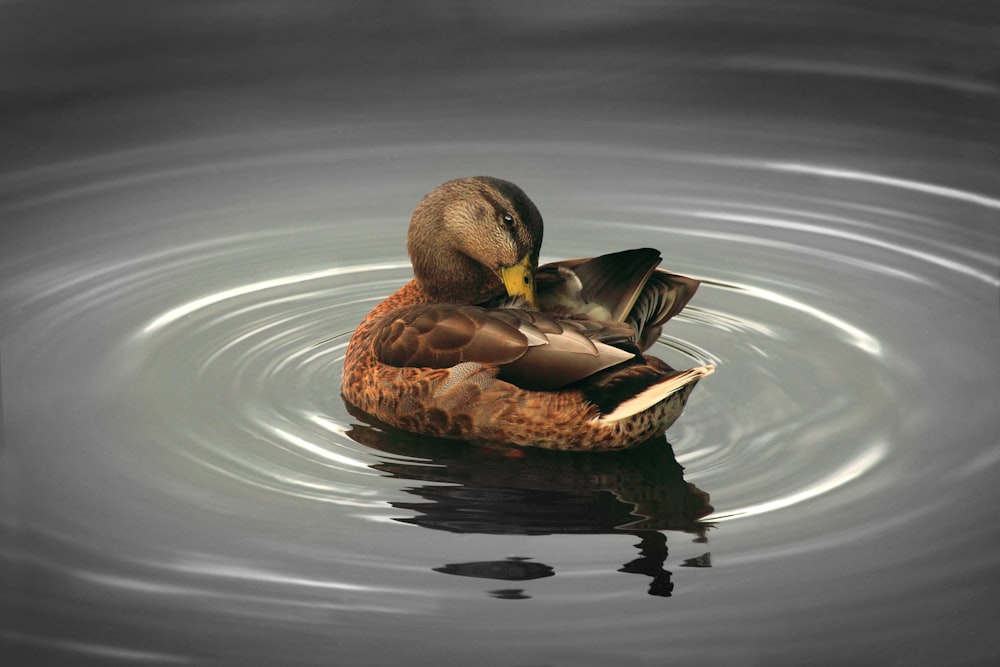 illustration de canard colvert brun