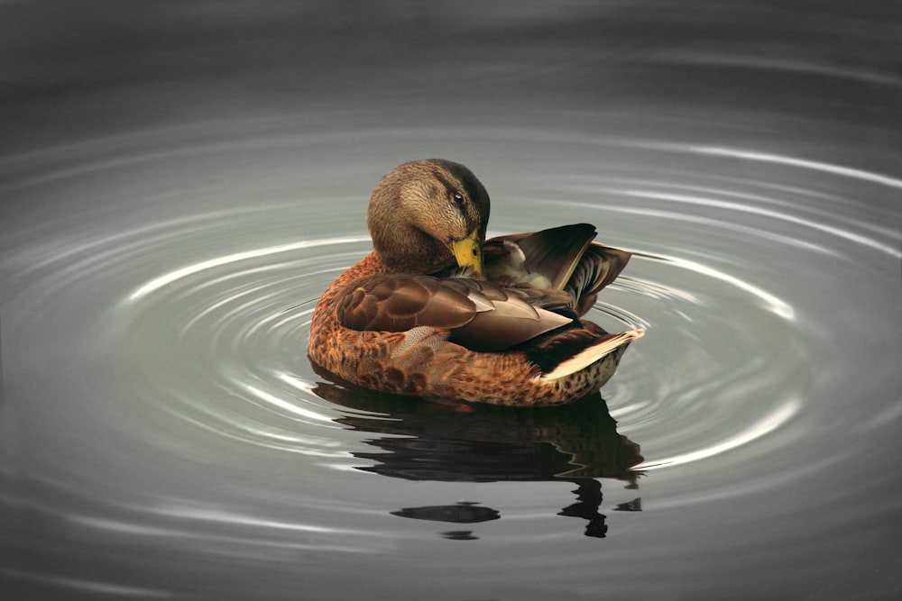 Ilustración de pato real marrón