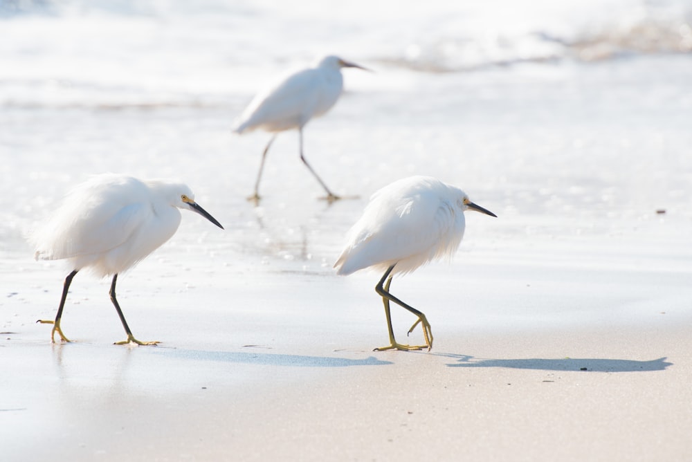 Tre uccelli bianchi che camminano sulla sabbia bianca in riva al mare durante il giorno
