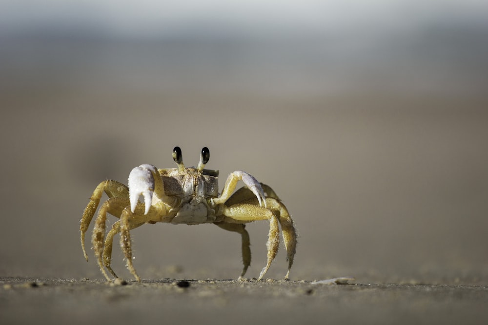 Fotografia de caranguejo marrom e branco