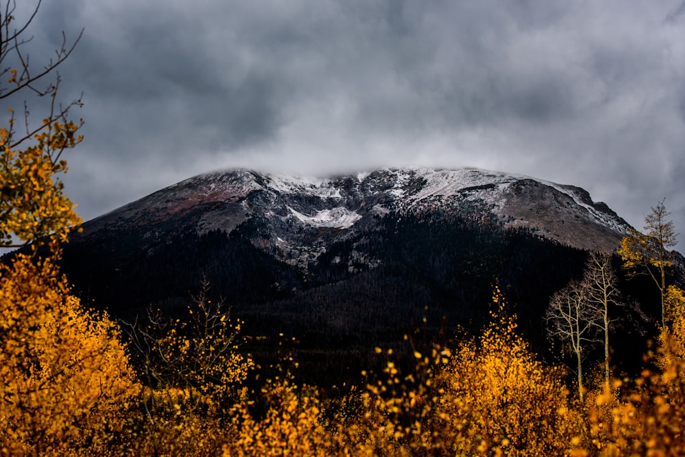 Vista di montagna marrone coperta di nuvole dal campo di piante a foglia gialla durante il giorno
