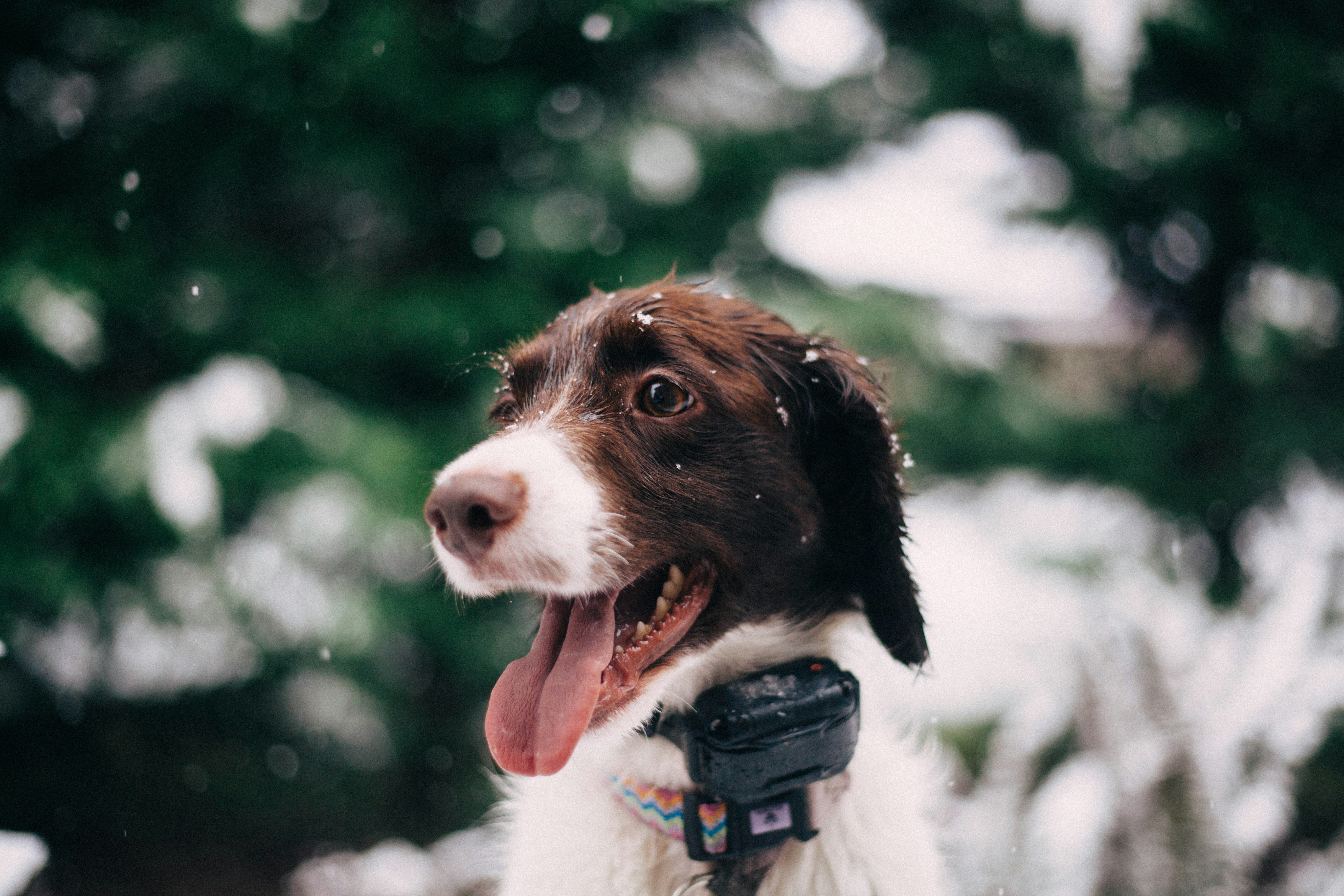 closeup photography of long-coated white and tan dog