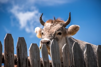 cattle behind fence