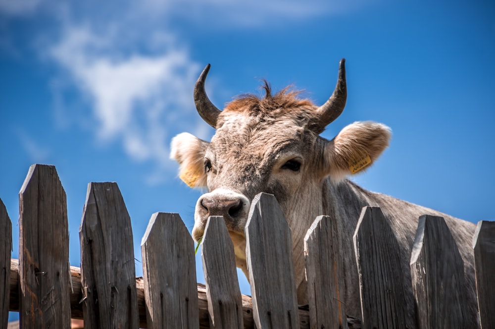 cattle behind fence