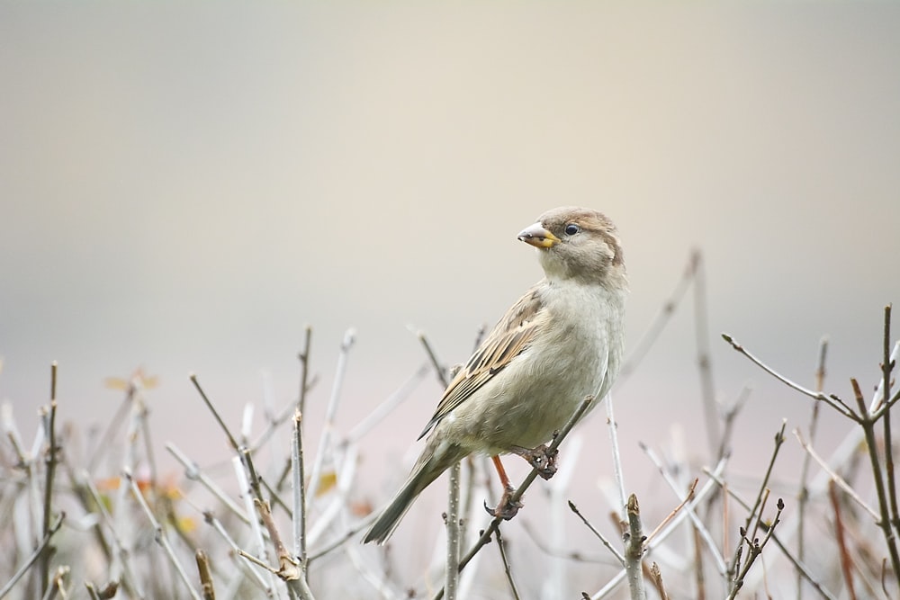 brown bird on the top of wood branch