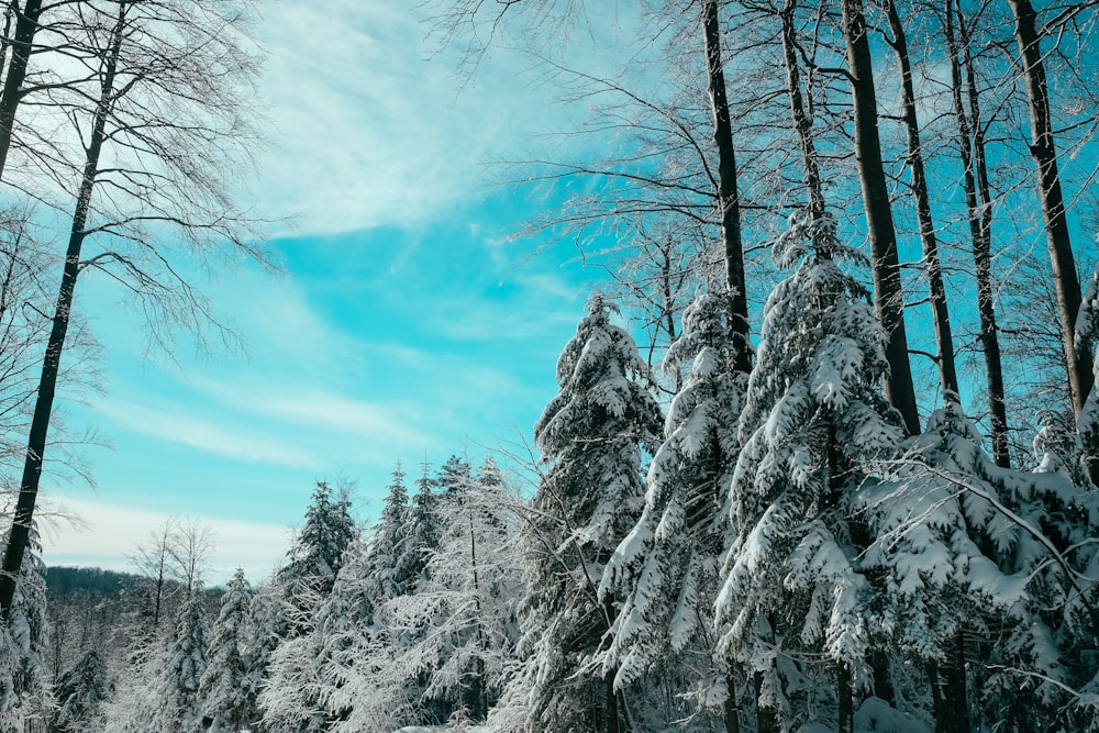 photo of pine trees covered by snow during daytime
