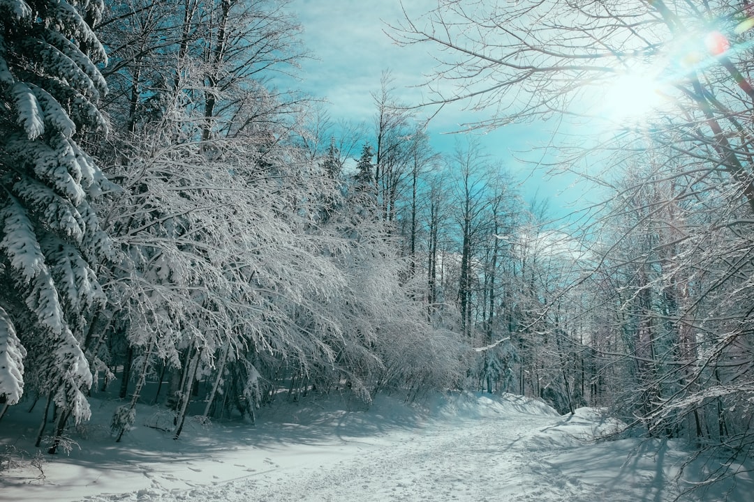 Forest photo spot Platak Istria County