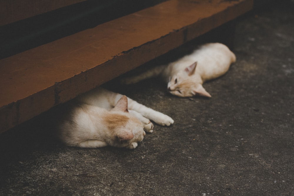 two short-fur orange cats lying on gray surface