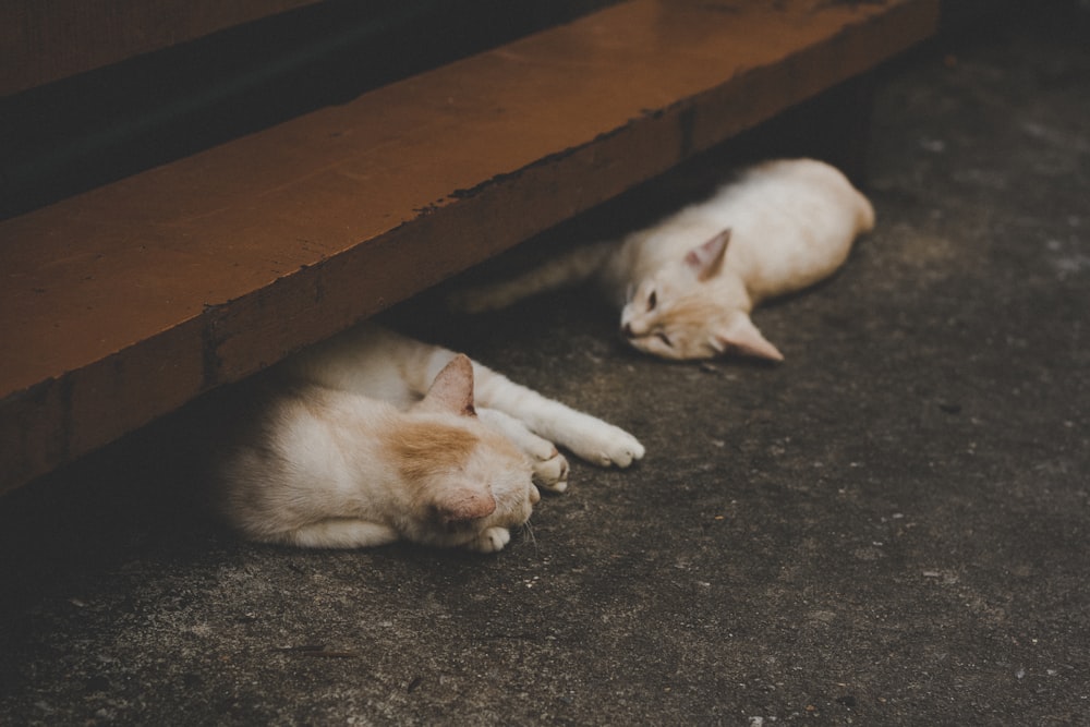 zwei orangefarbene Katzen mit kurzem Fell liegen auf grauer Oberfläche