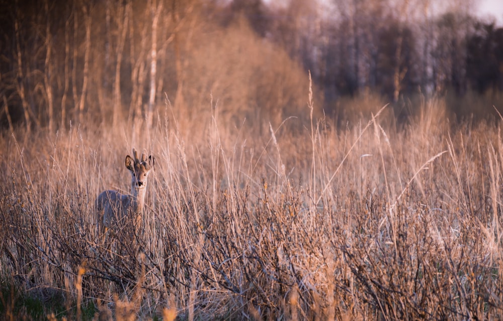 deer standing on grass field