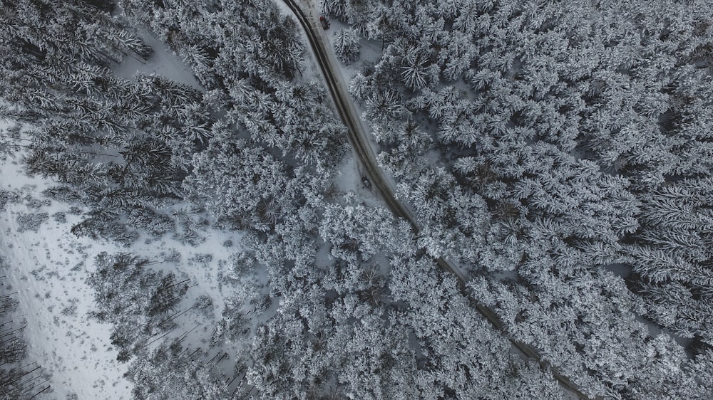 trees aerial photography