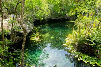 A crystal clear body of water surrounded by dense greenery, including ferns, trees, and various aquatic plants. The water is reflective and exhibits a mix of green and blue hues, giving it a pristine and tranquil appearance. The surrounding vegetation is lush, and there is a rocky area on the left side, enhancing the natural and untouched ambiance.